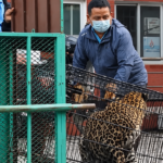 Ataque leopardo