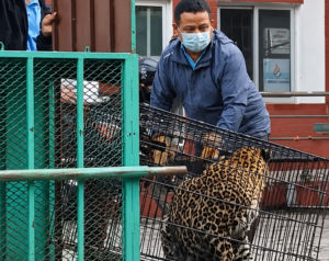 Ataque leopardo