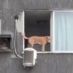 Animal foi flagrado no bairro de Nazaré e, à primeira vista, parecia estar exposto; zoom da gravação revelou que apartamento era totalmente protegido