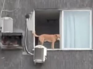 Animal foi flagrado no bairro de Nazaré e, à primeira vista, parecia estar exposto; zoom da gravação revelou que apartamento era totalmente protegido