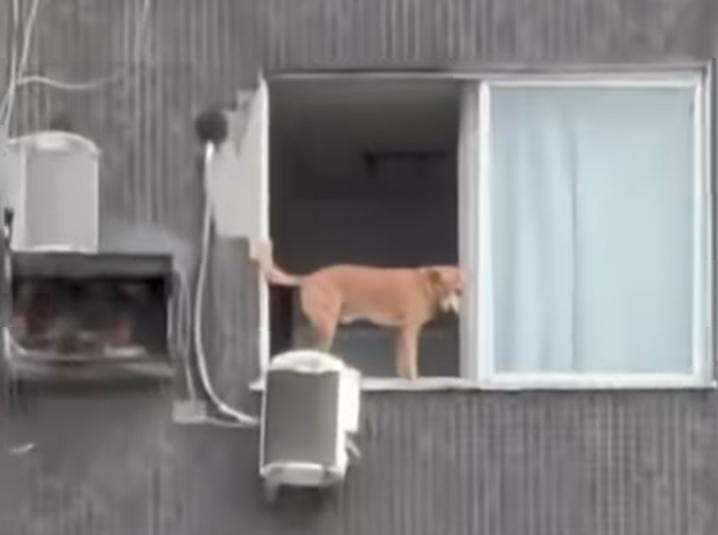 Animal foi flagrado no bairro de Nazaré e, à primeira vista, parecia estar exposto; zoom da gravação revelou que apartamento era totalmente protegido
